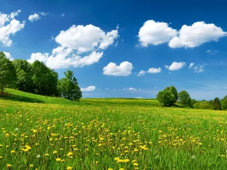 A field with trees