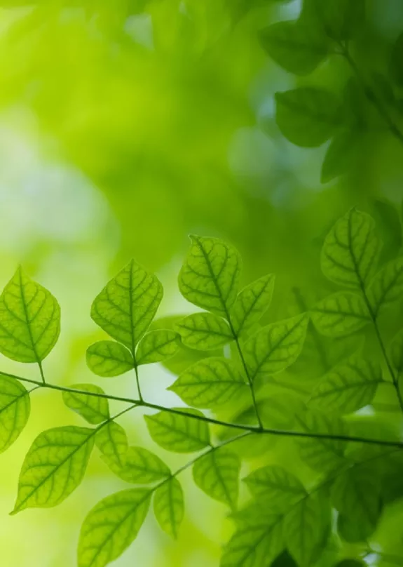 Green leaves depicting Sharp's Eco Vision